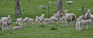 Ewes with higher muscling have more twins and also lighter lambs at birth.