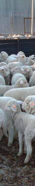 Reproduction Number of lambs born (NLB) and weaned (NLW) The reproductive rate of breeding ewes is recorded across a ewe s lifetime, with each lambing opportunity adding further information to the