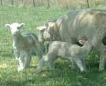 Each time a ewe is put to the ram it is classed as a lambing opportunity. Breeders record whether each ewe became pregnant and if so, how many lambs were conceived.