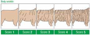Breech wrinkle is scored by breeders either in the marking cradle on non-mulesed lambs, or off shears after weaner or yearling shearing using body wrinkle (if mulesed).