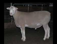 Australian Sheep Breeding Values (ASBVs) ASBVs are available for all of the traits that matter to your back pocket. 70% of what a sheep looks like is what goes down its throat!