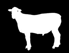 What you see isn t necessarily what is passed on to your lambs A ram s appearance is influenced by many factors: Born early or late in the drop Maiden or adult dam The proportion that is passed on to