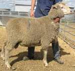 Performance Pays A real world example: Two rams bought at auction and single sire mated to similar ewes: 8500 ASBVs PWT = +3.5kg YGFW = +3.8% YFD = +0.1 micron ASBVs PWT = +6.8kg YGFW = +10.