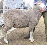 8kg 43.7kg Fleece weight at 12 months 5.0kg 4.6kg Fibre diameter at 12 months 18.6 micron 18.4 micron Fleece value (2011 prices) $56.10 $52.85 Carcase value (44% dressing, $5.50/kg) $118.10 $105.
