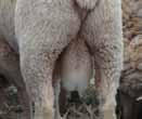 Check list ;; Sire: type of sheep you like ;; Structure: legs, feet & shoulders ;; Sound: 2 firm testicles ;; Smile: teeth hitting