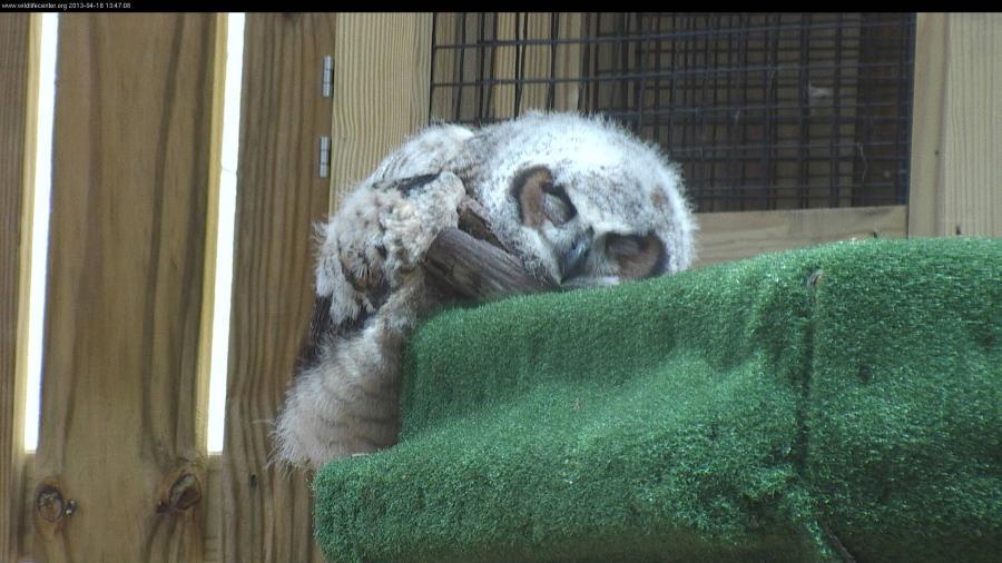 Oh, I just realized I had one more really cute owlet photo loaded up... the "practice flapping to fly"... until you get tired. Napping.