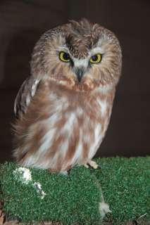 In honor of the OWLs... Northern Saw-whet Owl #12-2562 We learned a lot, but still have a few questions. How do owls learn to fly? Owls, like many other types of birds, learn by practicing!