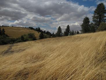 As seen surrounding Rose Creek, the majority of the Palouse is urban or agricultural, with very little left to its natural state.