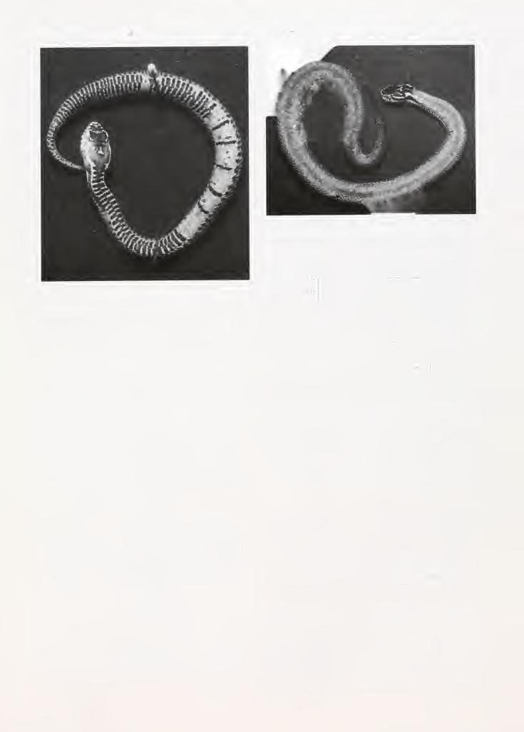 June 1995 Asiatic Herpetological Research Vol. 6, p. 9 FIG. 8. The "bronze" morph of Vipera dinniki, from Mt. Loyub (ZIG). Dorsal bars FIG. 6. The narrow-banded "ligrina" morph of Vipera dinniki, from Kardyvach (ZIG).