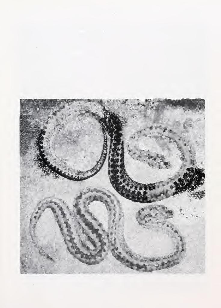 June 1995 Asiatic Herpetological Research Vol. 6, p.