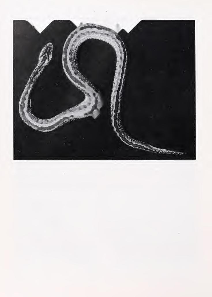 Vol. 6, p. 18 Asiatic Herpetological Research June 1995 FIG. 20. Female of Vipera lotievi sp.n. from the type locality, the surroundings of Armkhi Village, Checheno-Ingushetia, Nazranovskiy District.