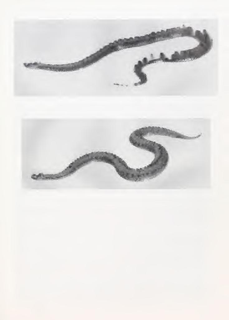 June 1995 Asiatic Herpetological Research Vol. 6, p. 5 FIG.. 1. The typical "dinniki" pattern type of Vipera dinniki, with unicolored lateral sides typical for Fisht/Oshten (ZIG). FIG. 2.