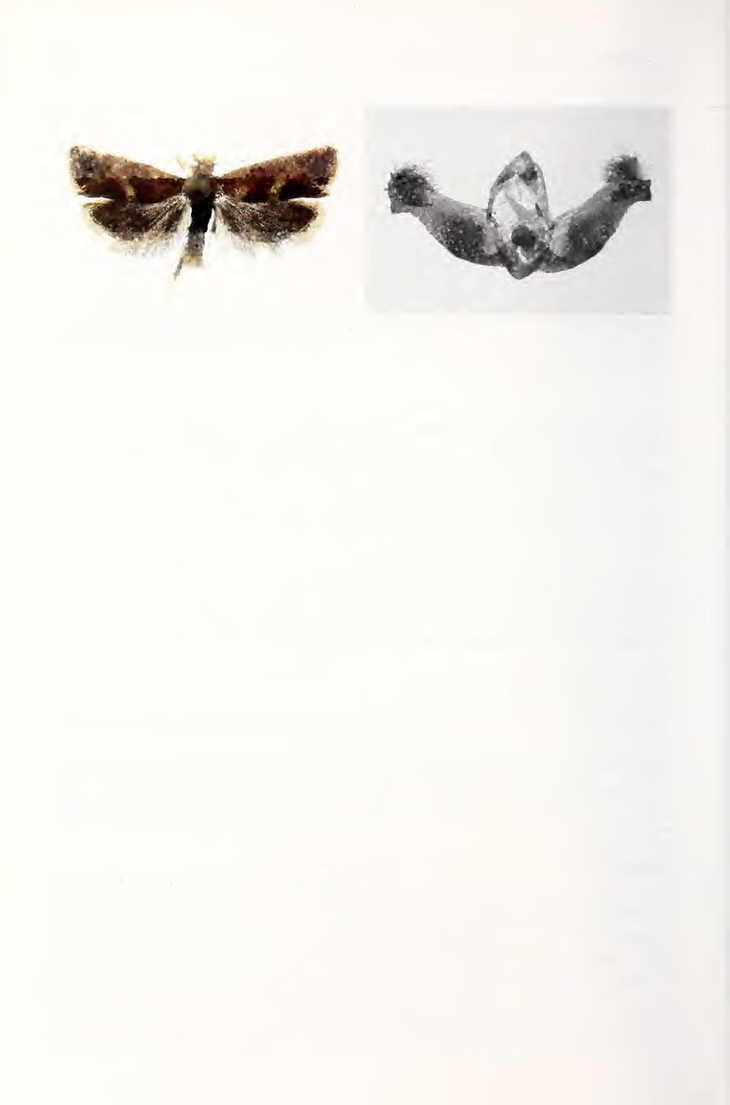 118 Nupponen: Tortricidae of the Volgo-Ural region Figs 4-5. Pelochrista maculiferana (Kenn.). 4. Male, wingspan 12 mm (S Ural, Guberli 26.vi.2003). 5. Male genitalia (S Ural; slide KN 1/02.1.2005).