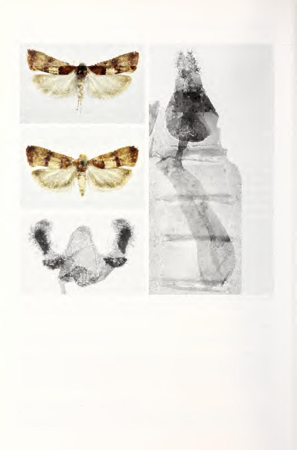 120 Nupponen: Tortricidae of the Volgo-Ural region 11 Figs 8-11. Lobesia siibhercideana (Fil.). 8. Male, wingspan 19 mm; S Ural, Schibendy Valley 7. vi. 1998). 9.