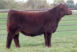Three Unsexed Conventional This former sale topper is one of my all time favorite Cumberlands. Her initial matings to SULL Propel and CF Ultimate Reward could prove very interesting.