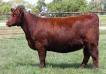 RUBY 903 of Three IVF An upcoming donor in our program added last fall from Sullivan s Maternal Legends Sale.