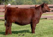 Nebraska. This could very well be one of the most exciting lots to be offered with matings to Red Reward, Red Knight and Aviator! Wow!