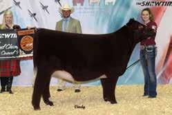 Anndelle 709 was many times a LITTLE CEDAR AVIATOR 503X 4-26-19 champion for the Steck family, and it s proven that