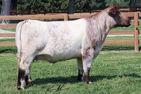 CF TRUMP X D&D MARGIE S BEAUTY 610S DFS MARGIE 6109 D&D Margie s Beauty 610S Full sister a high seller in our production sale for $17,000 to Maddie Williams. 3 Consistence is the name of the game.