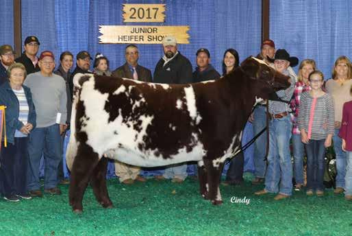 Her heifer calf GCC Premium Margie (full sister to SULL RED REWARD 9321 embryos) sold for $17,000 last month to Maddie Williams.