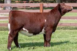 SULL ROSE MARY 636-1 ET CL of Three - Consignor: Turner Family Shorthorns HEIFER PREGNANCY 19 DUE 4-7-19 DUE CF CSF Margie 611 the 2017 Hoosier Beef Congress Champion, 2017 NJSS Reserve Champion,
