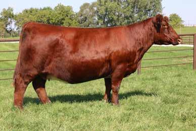 SULL RGLC Legacy 525 ET SULL Cherri 205-7 4 UNSEXED CONVENTIONAL 23 SULL RED REWARD 9321 A mating where National