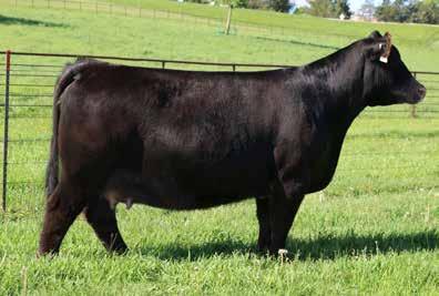 progeny from. CF Solution has sired multiple National Champion ShorthornPlus Females as well as multiple Supreme Champions at the American Royal and the NAILE.