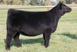 dam in the country. These two combined have sired or produced more National Champions and Supreme Champion Females than any other sire or dam in the country.   JHC Mr.