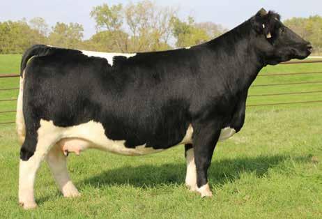 4 IVF UNSEXED DSF Fantasy Girl 8A SULL Function 6587D - full sib to Lot 30 30 TEGM RED ADVANTAGE 100T An elite outcross mating from an