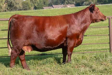 We love the potential of this mating whether SULL RED DEMAND 9329 ET KL MARIGOLD MARIA 974 JSF MARQUIS 127X DSF FANTASY GIRL 8A DSF