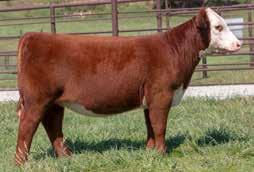 JSUL Whiskey 0800 4 IVF 34 GOET I80 A perfect combination of maternal traits and extra power