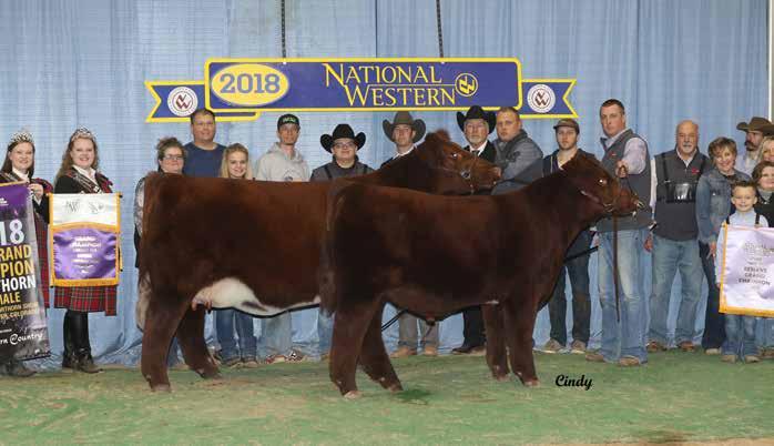 GCC Turners Margie 542 E ET - 2018 National Reserve Champion Female with TRN Omaha at her side.