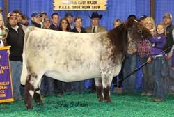 SULL Cool Crystal - full sibs to Lot 5 SULL Crystal s Tootie - 434P daughter 4 IVF Another proven mating from the super cow, Lady Crystal 434p.
