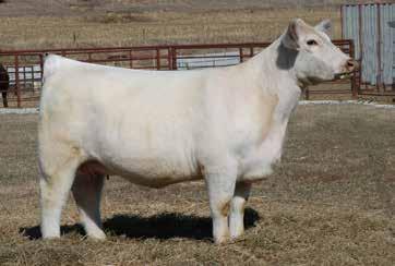 A full sister to these embryos, SULL Cool Crystal, shown by the Hunter family, was 5 SULL RED REWARD 9321 the 2015 NWSS Open and Jr.