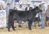 STYLE 9303 SILVEIRAS ELBA 2520 SULL LADY CRYSTAL 434PCL AF MARGIES DREAM LADY 05 ET A great opportunity to purchase one of the hottest, most proven and successful ShorthornPlus matings