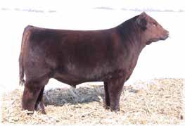 designed Shorthorn females in the entire breed. Her Red Reward progeny along with the Aviator will be the state of the art mating.