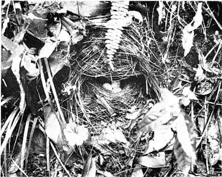I LATE 12 Near Tecpon, Guatemala May 15, 1933 Nest of the