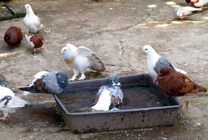 PIGEONS AND HEAT By Mick Bassett Pigeons can suffer from heat stress but generally cope better than chicken (Pigeons metabolism is not so primitive).