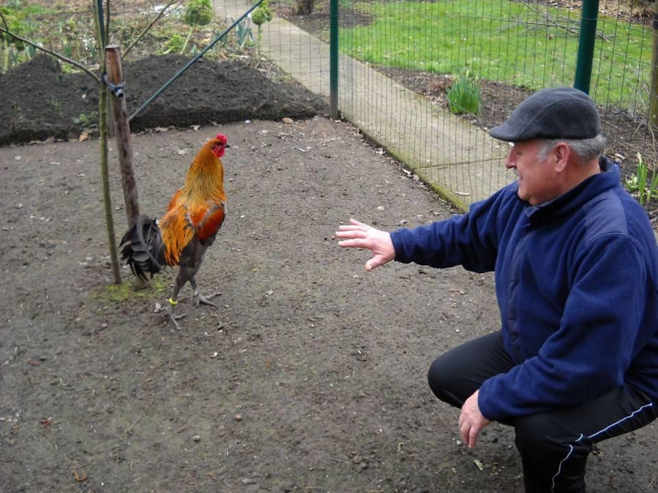 The Liège Game cock with his owner and breeder Pierre Vranken.