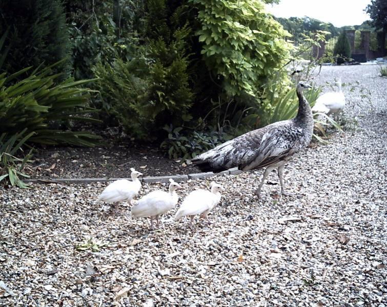 PEAHEN WITH WHITE CHICKS