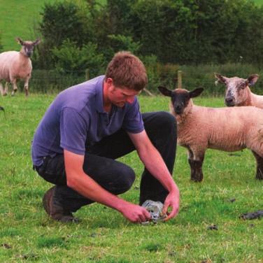 Post-treatment Faecal Egg Counts (Drench test) In this simple test, faecal samples are taken from sheep before treatment and then again a defined number of days after treatment.