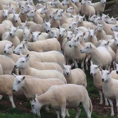 Only use wormers when necessary Adult sheep are normally immune to worm infections This is an acquired immunity and depends on the sheep having sufficient exposure to worms during its life.
