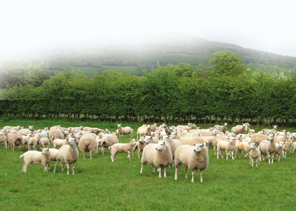 Waging war against worms on organic farms These best practice guidelines also apply to organic sheep enterprises.