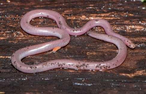 Brown-snouted Blind Snake Anilios