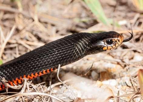 Power) Red-bellied Black Snake