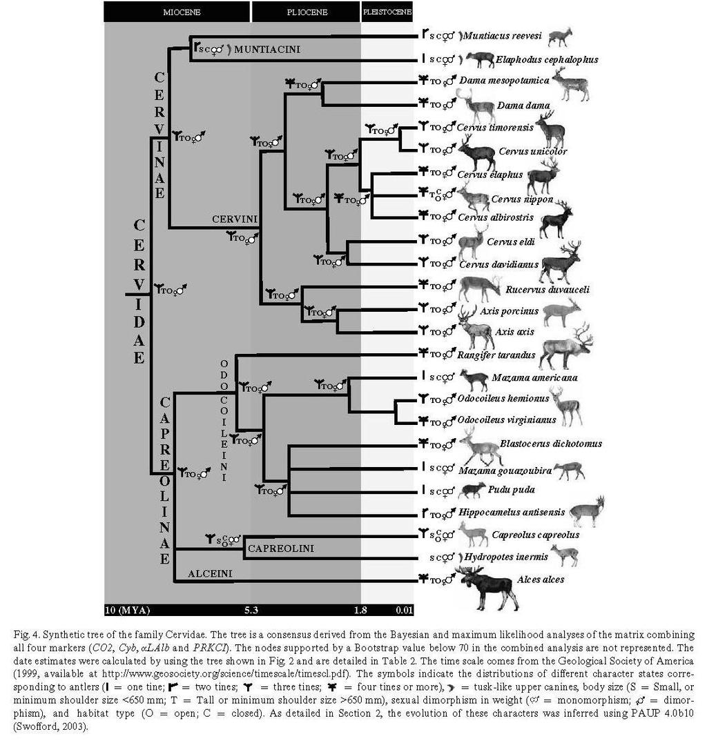 American continent Asian continent Phylogenetic History of Deer (Gilbert et al.