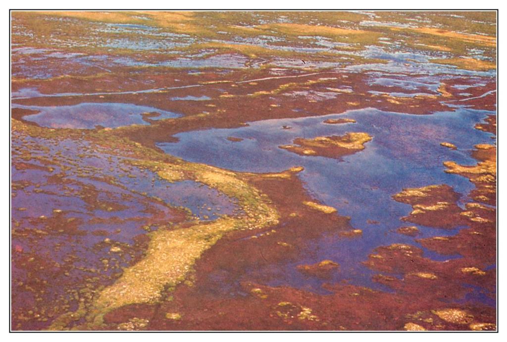 The large scale destruction of sedge meadow communities and the exposure of peaty sediments, or peat, can be seen in the McConnell River-Wolf Creek area (Kerbes, Kotanen and Jefferies 1990).