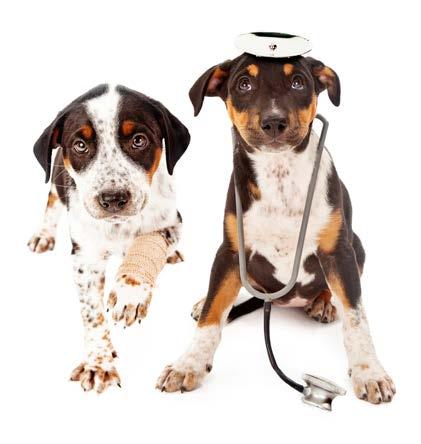 Pet Health Club The Pet Health Club not only offers you saving of up to 15% on your pet s annual vaccinations and annual flea and worm control but also enables you to spread the cost with easy