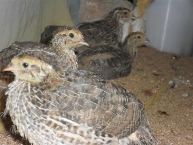 Ecochicks Poultry Limited www.ecochickspoultry.com 0707787884 Guide to quail farming Introduction Quails are arguably the most lucrative type of poultry keeping.