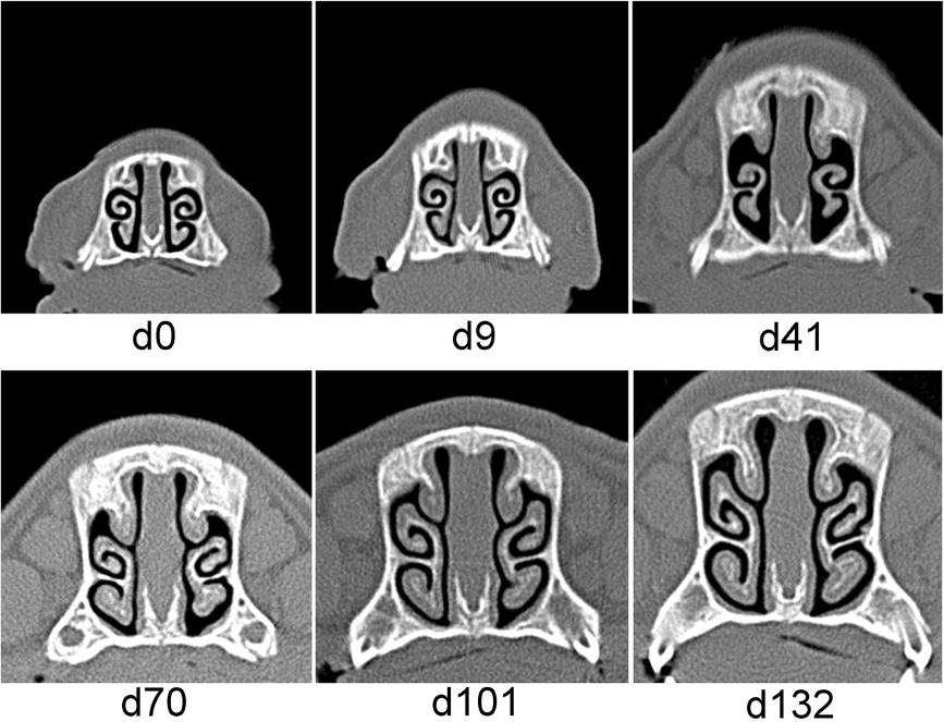Magyar et al. BMC Veterinary Research 2013, 9:222 Page 5 of 7 Figure 1 Development of nasal lesion scores in the infected piglets. The piglets were infected with either B.